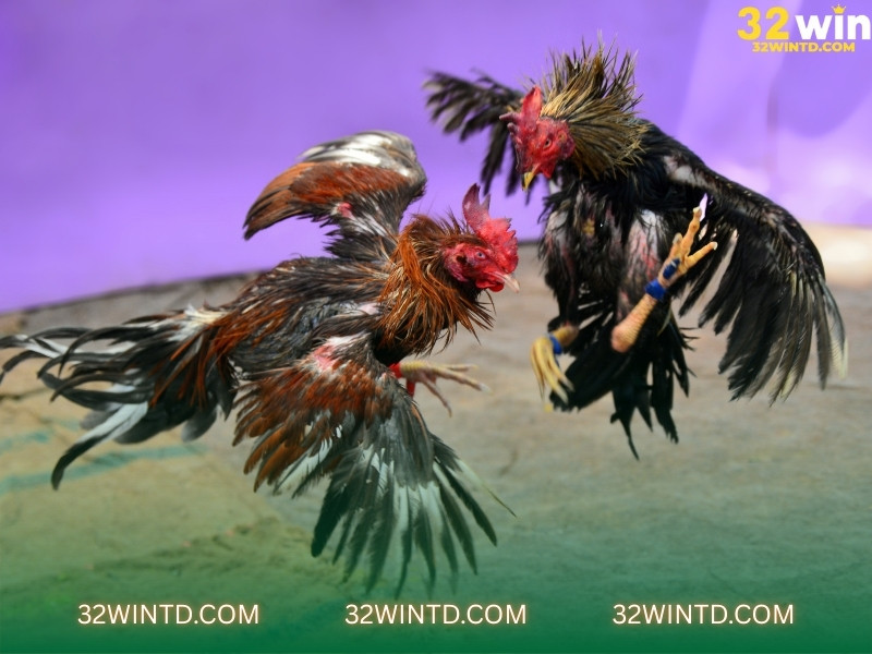 Đá gà 32win trực tuyến – Hấp dẫn từng giây