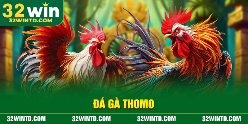 Đá gà Thomo – Trận đấu đá gà trực tiếp hấp dẫn và uy tín tại Việt Nam